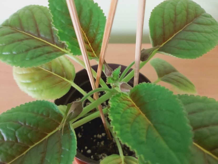 Bobocei de Sinningia Luci.s My Beauty - Sinningii 2021