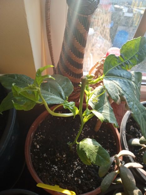  - Passiflora Edulis - Fructul pasiuni