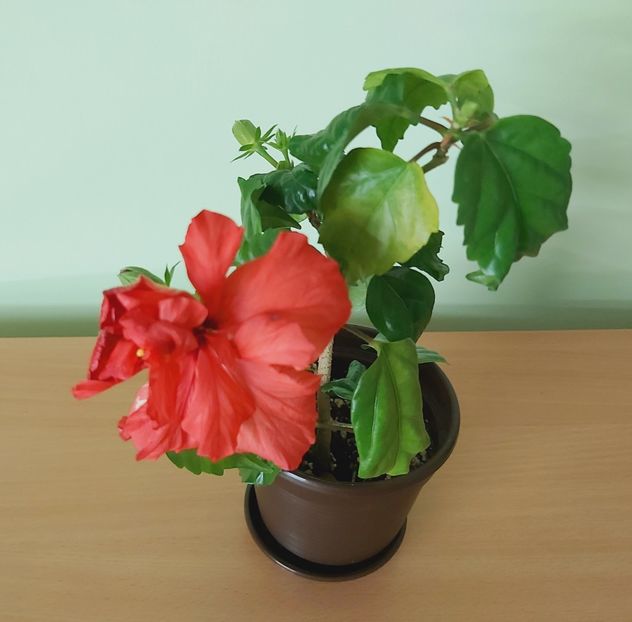 Rosu involt - Hibiscusi 2021