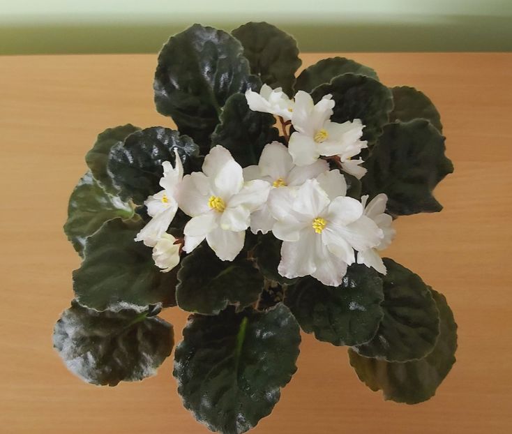  - Violete africane 2021