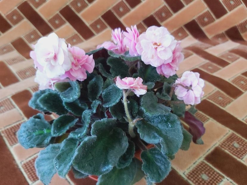  - Violete africane 2021