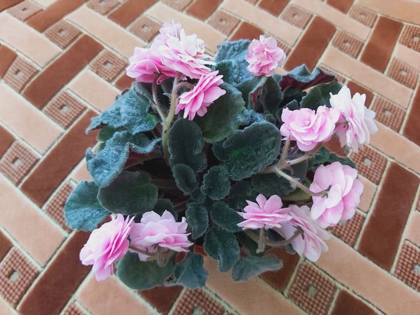  - Violete africane 2021