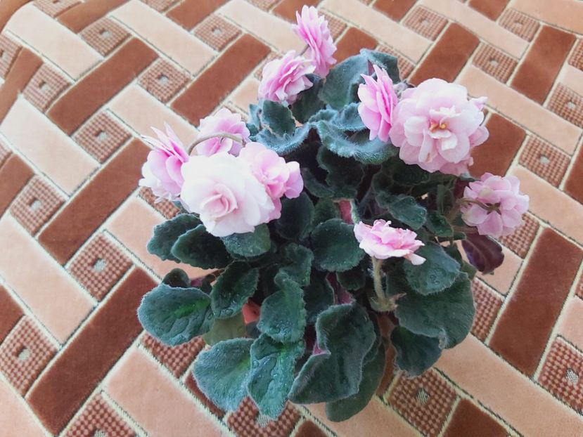  - Violete africane 2021