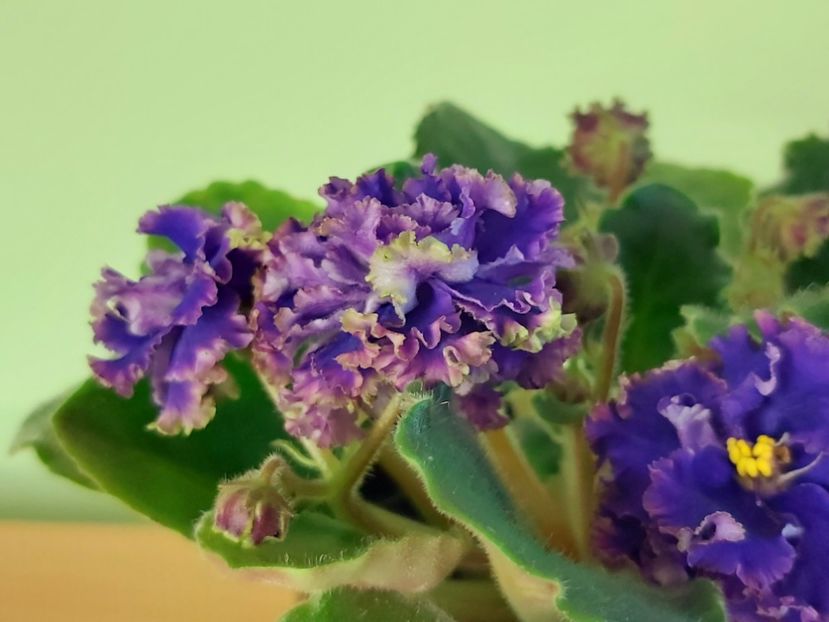  - Violete africane 2021