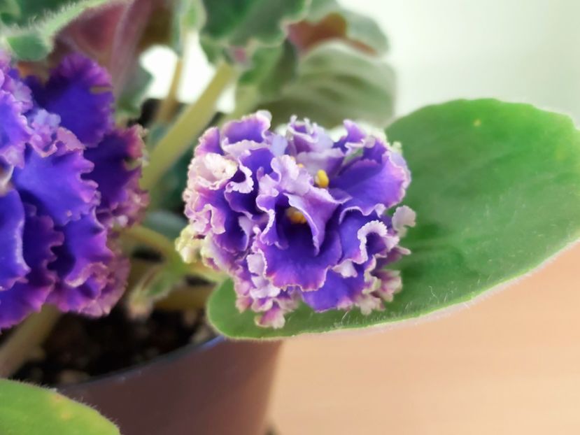  - Violete africane 2021