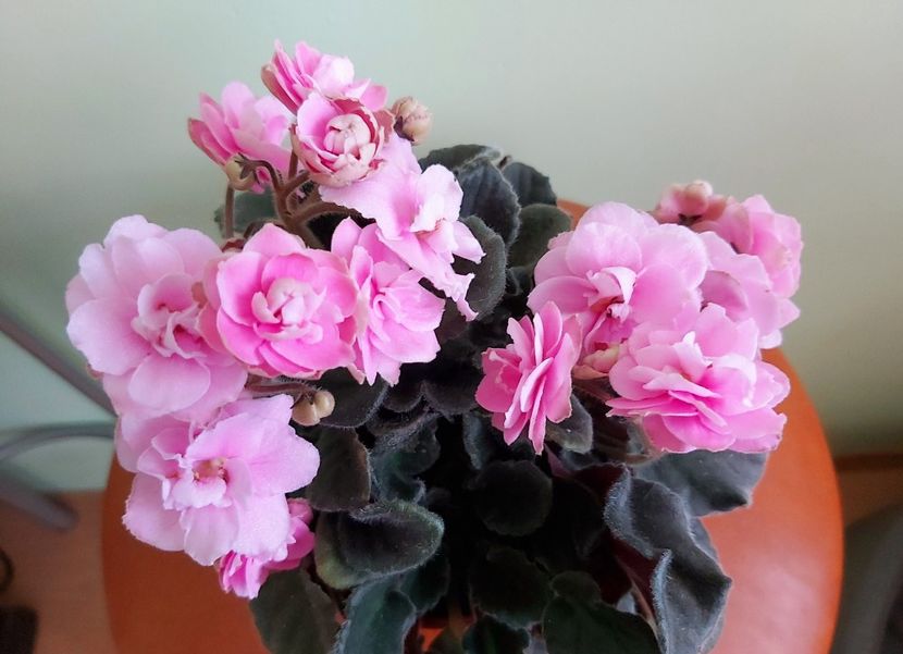  - Violete africane 2021