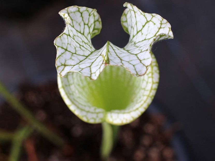 Sarracenia leucophylla var. Alba - Plante carnivore de vanzare