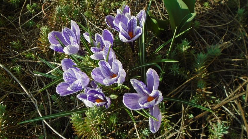 Crocusi - Primavara 2021-2022-2023
