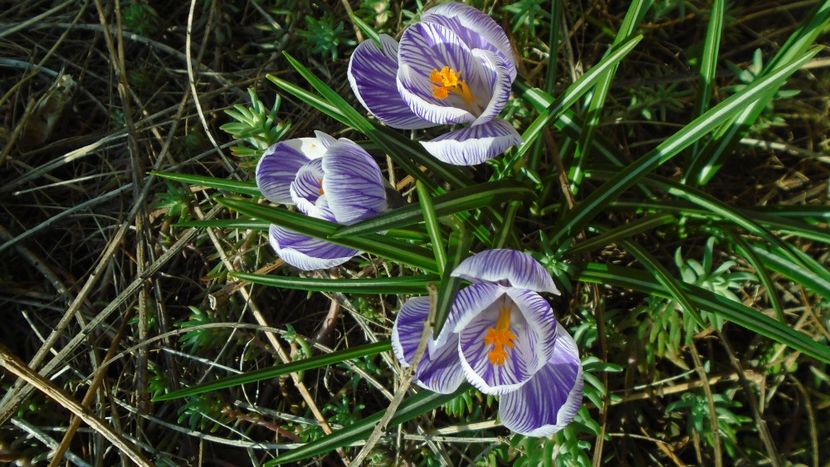 Crocusi - Primavara 2021-2022-2023