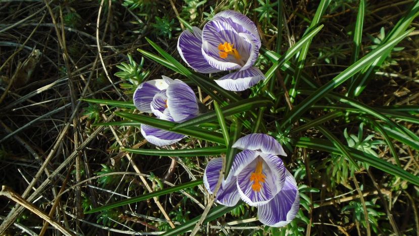 Crocusi - Primavara 2021-2022-2023