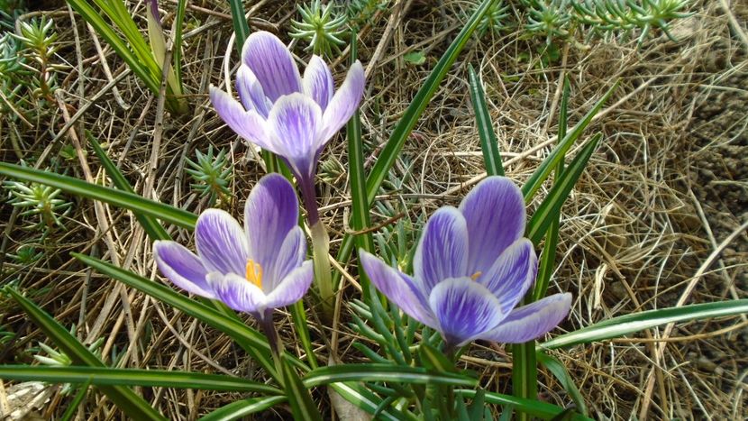Crocusi - Primavara 2021-2022-2023
