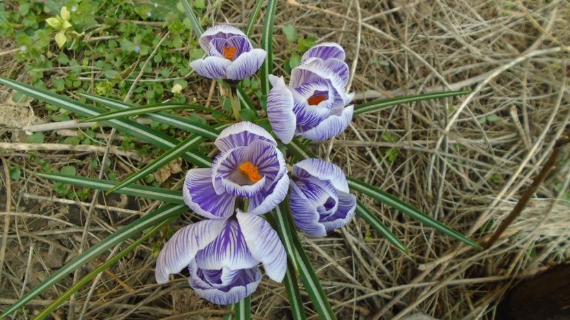 Crocusi - Primavara 2021-2022-2023