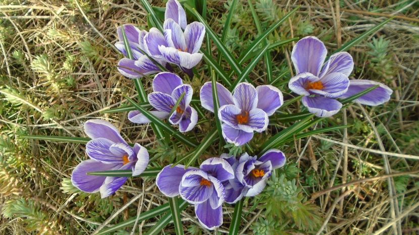 Crocusi - Primavara 2021-2022-2023