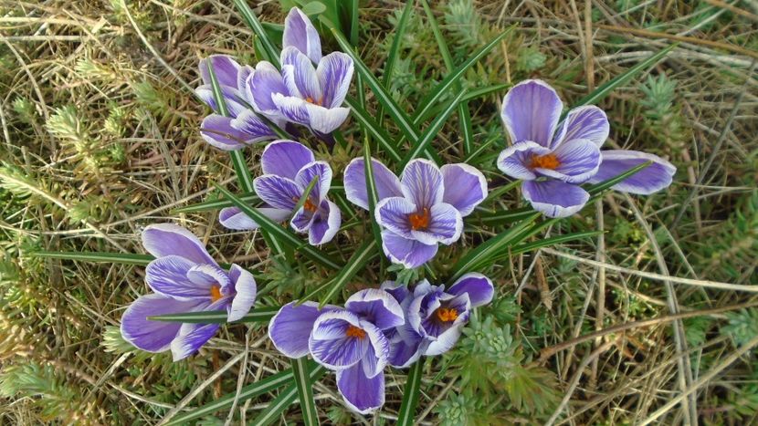 Crocusi - Primavara 2021-2022-2023