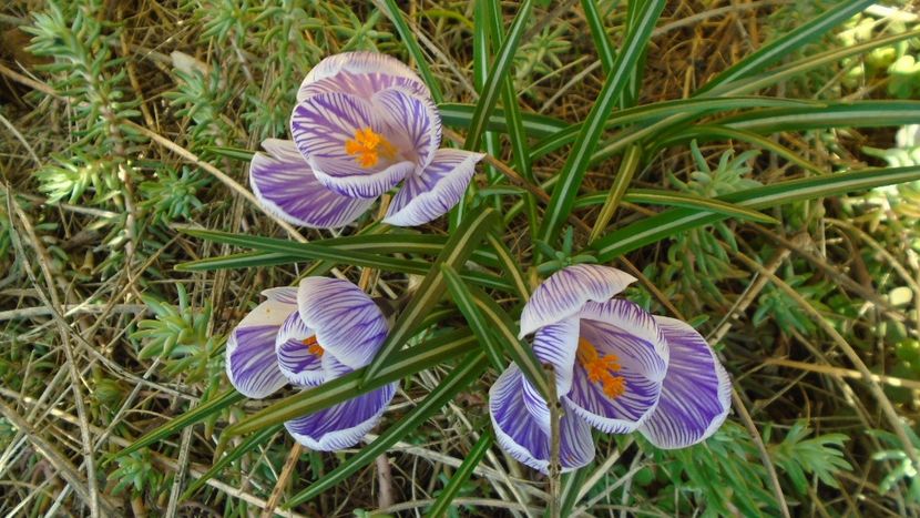 Crocusi - Primavara 2021-2022-2023