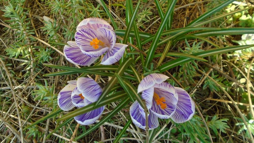 Crocusi - Primavara 2021-2022-2023