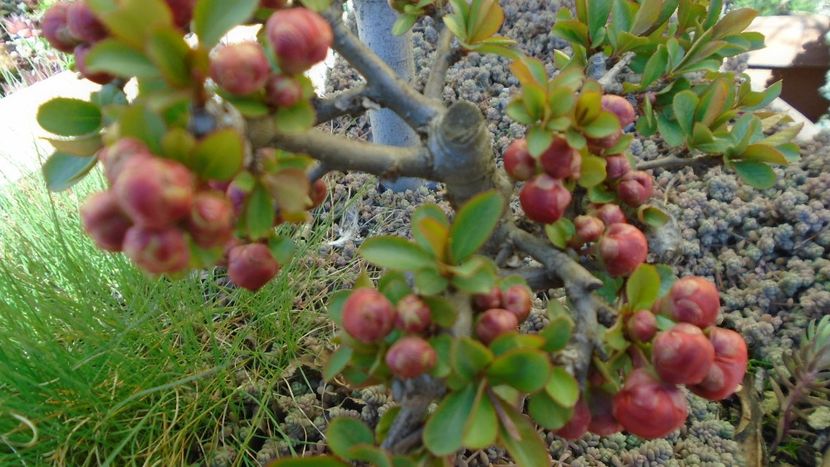 Gutui japonez, bonsai - Primavara 2021-2022-2023