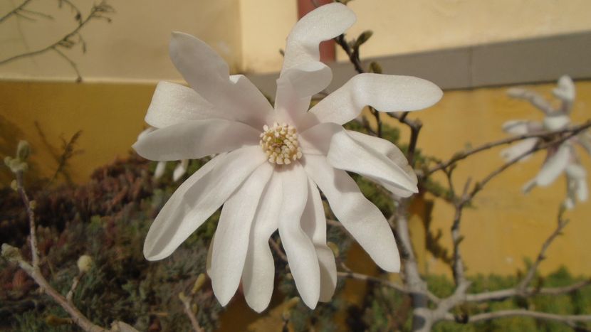 Magnolia stellata - Primavara 2021-2022-2023