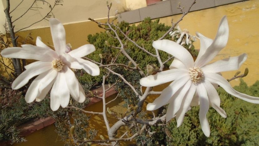Magnolia stellata - Primavara 2021-2022-2023