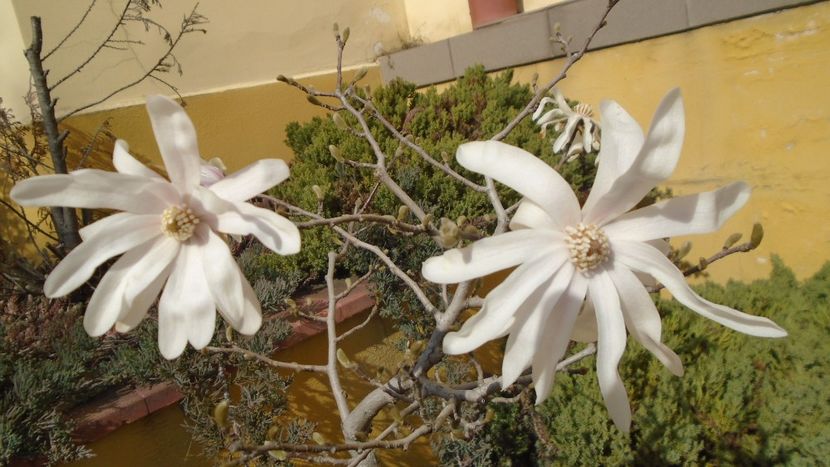 Magnolia stellata - Primavara 2021-2022-2023