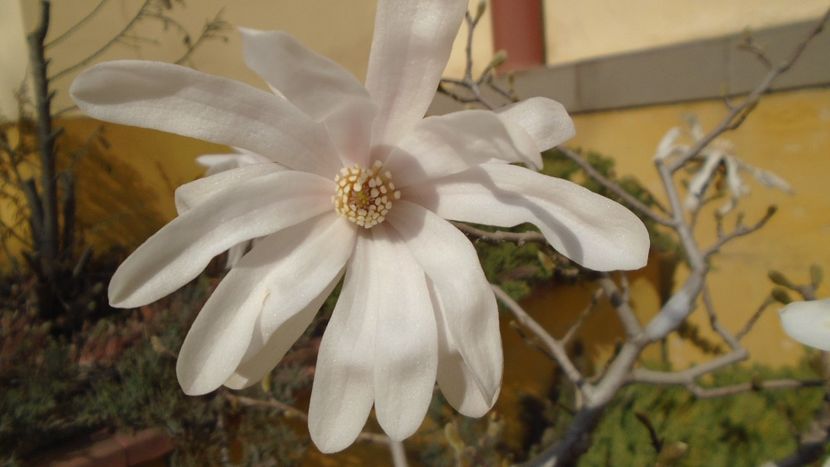 Magnolia stellata - Primavara 2021-2022-2023