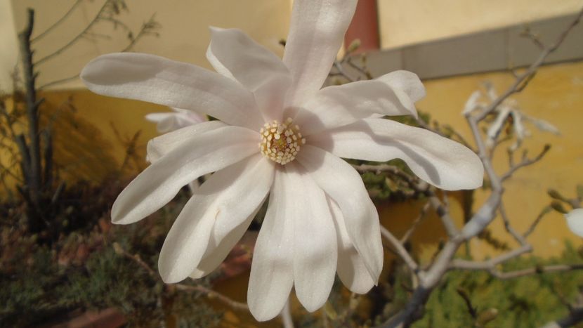 Magnolia stellata - Primavara 2021-2022-2023