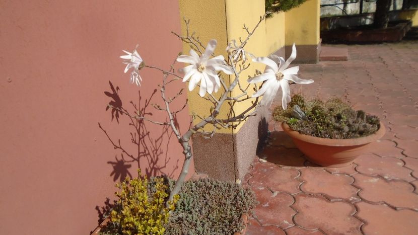Magnolia stellata - Primavara 2021-2022-2023