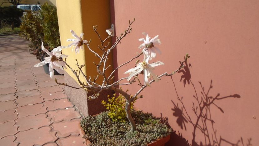Magnolia stellata - Primavara 2021-2022-2023