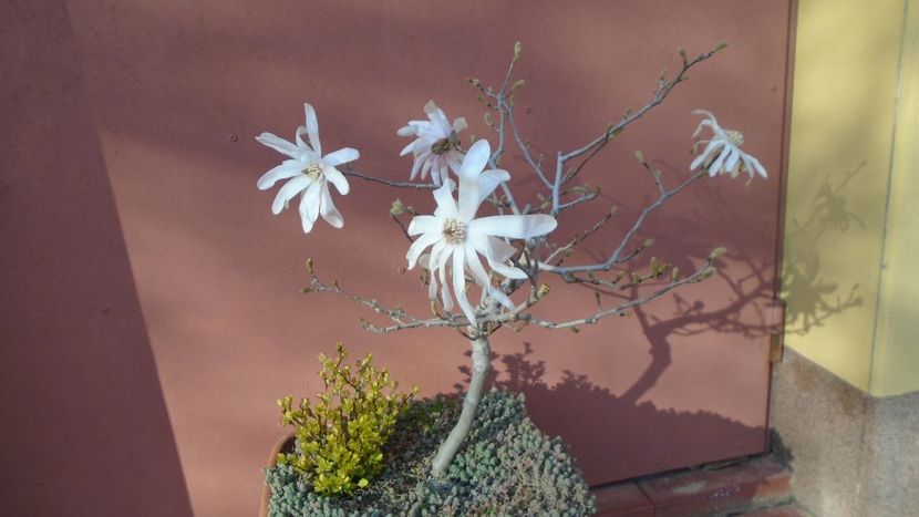 Magnolia stellata - Primavara 2021-2022-2023