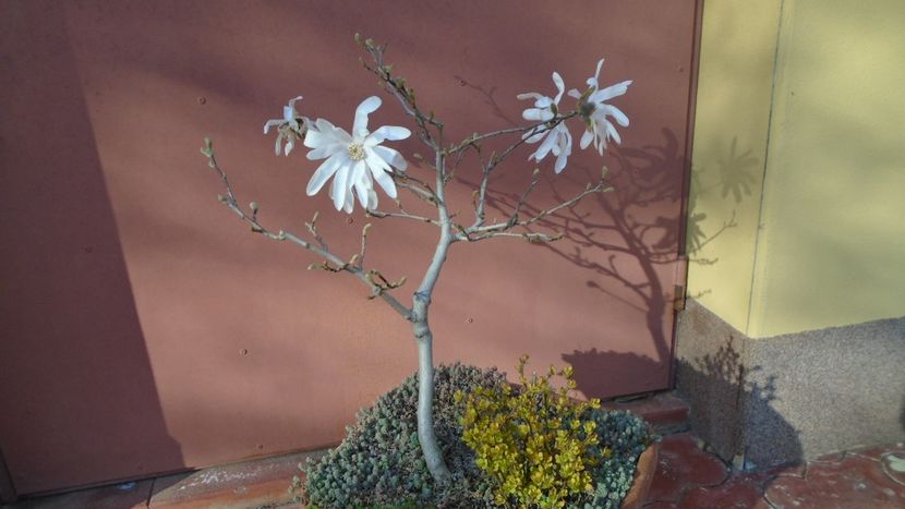 Magnolia stellata - Primavara 2021-2022-2023