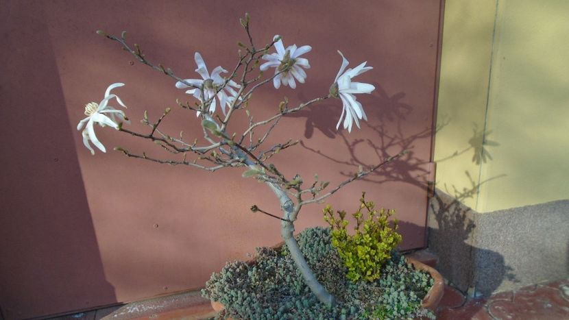 Magnolia stellata - Primavara 2021-2022-2023