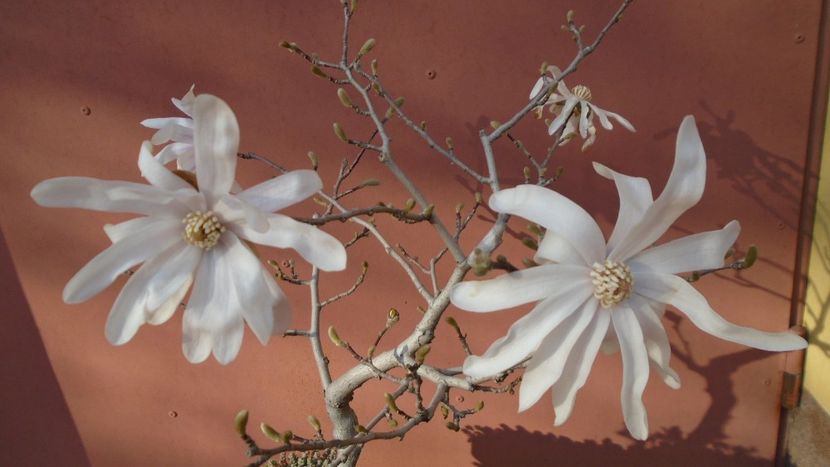 Magnolia stellata - Primavara 2021-2022-2023
