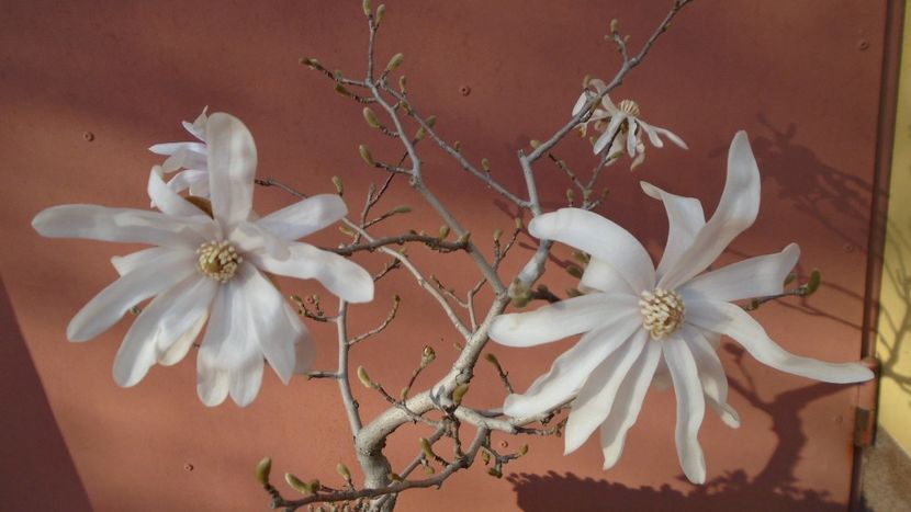 Magnolia stellata - Primavara 2021-2022-2023