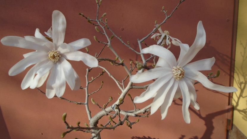 Magnolia stellata - Primavara 2021-2022-2023