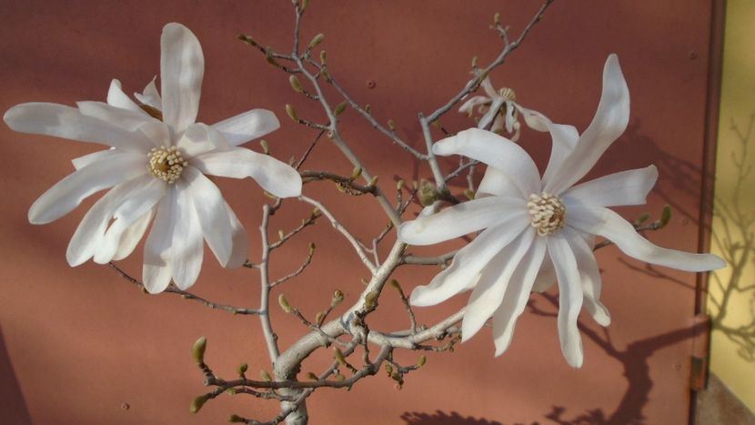 Magnolia stellata - Primavara 2021-2022-2023
