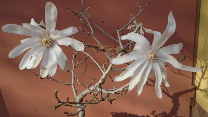 Magnolia stellata - Primavara 2021-2022-2023