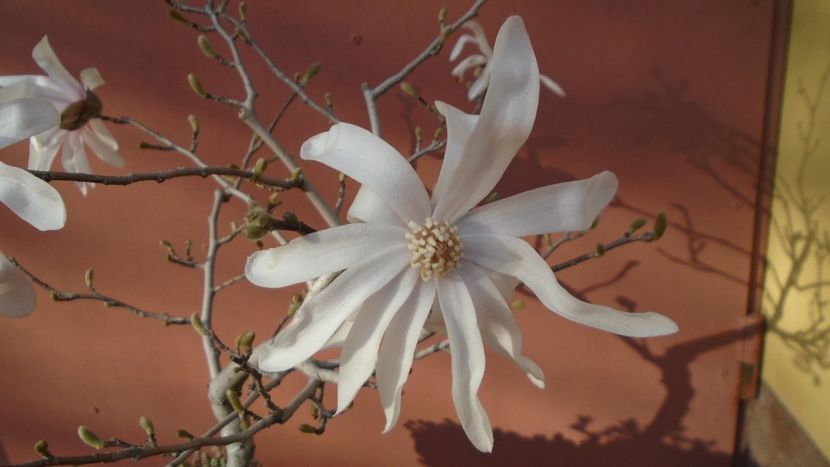 Magnolia stellata - Primavara 2021-2022-2023
