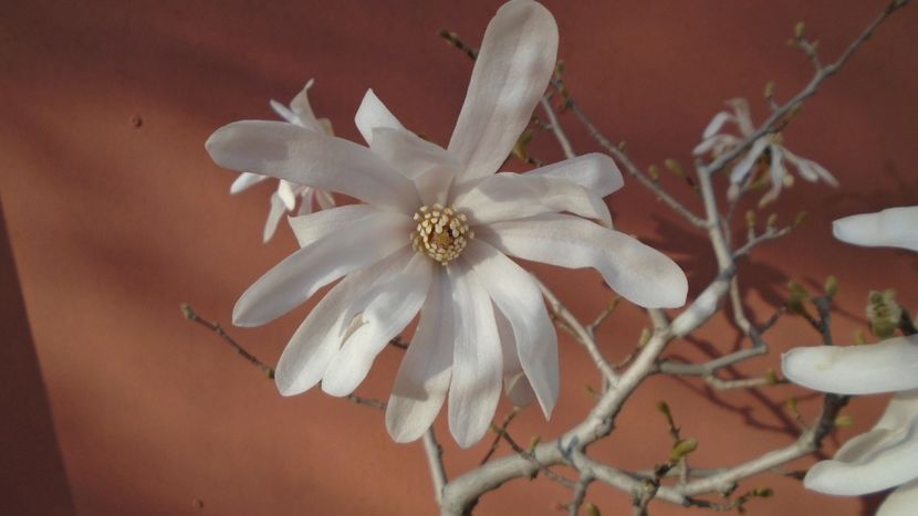 Magnolia stellata - Primavara 2021-2022-2023