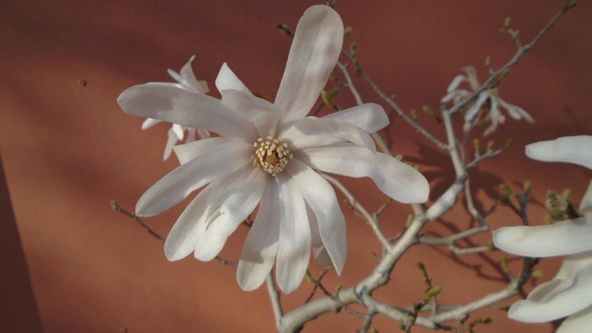 Magnolia stellata - Primavara 2021-2022-2023