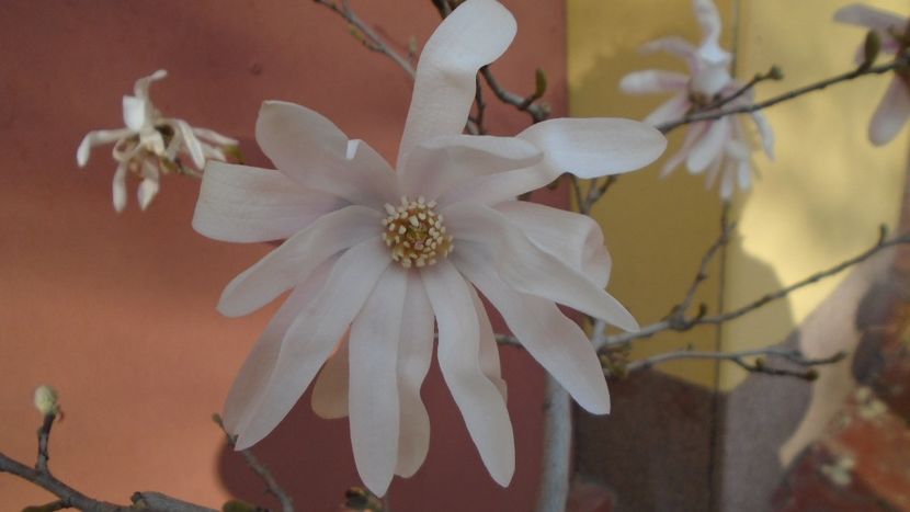 Magnolia stellata - Primavara 2021-2022-2023