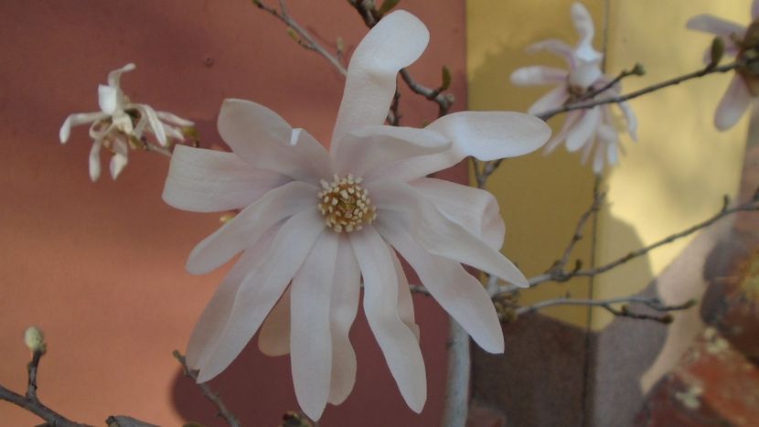 Magnolia stellata - Primavara 2021-2022-2023