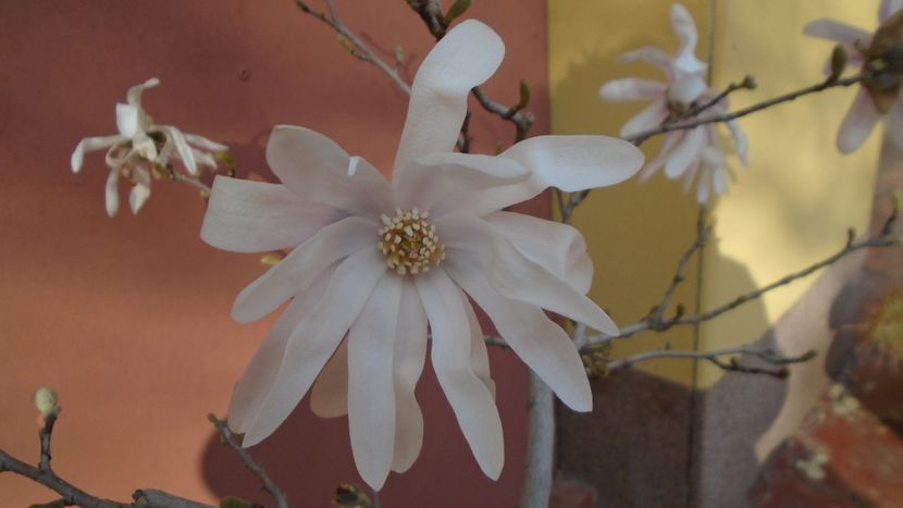 Magnolia stellata - Primavara 2021-2022-2023