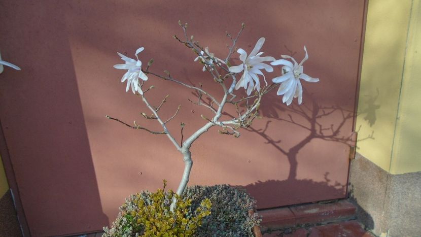 Magnolia stellata - Bonsai si prebonsai 2020-2023