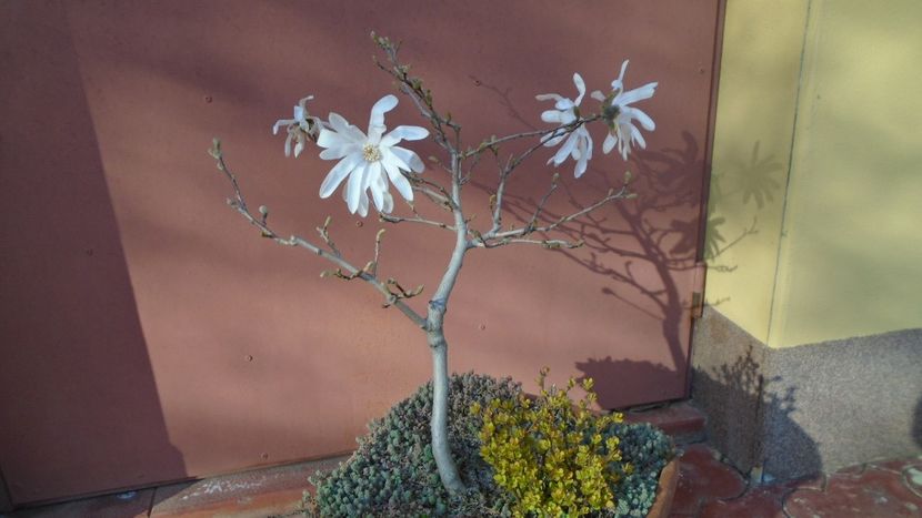 Magnolia stellata - Bonsai si prebonsai 2020-2023