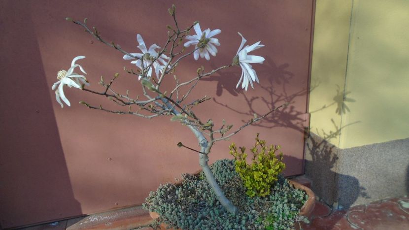 Magnolia stellata - Bonsai si prebonsai 2020-2023