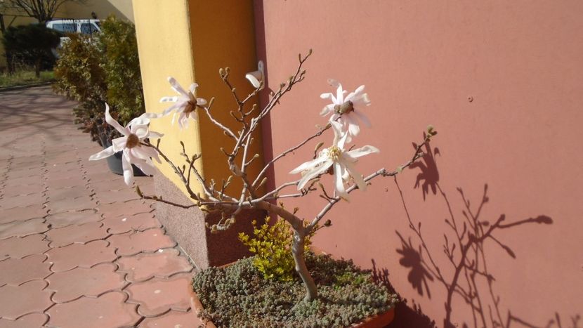 Magnolia stellata - Bonsai si prebonsai 2020-2023