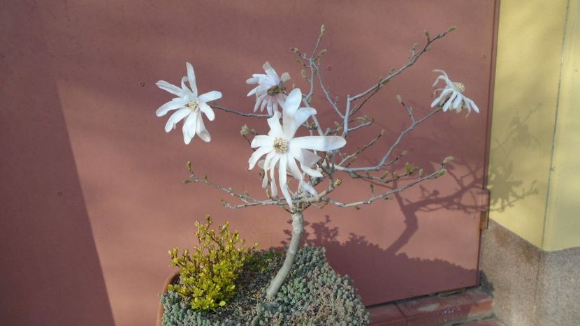 Magnolia stellata - Bonsai si prebonsai 2020-2023