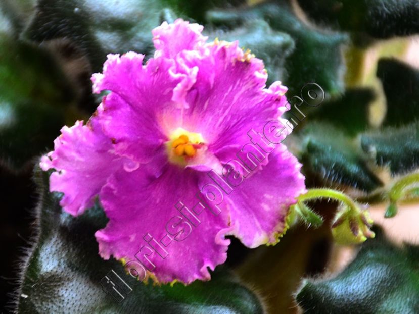 Saintpaulia Rosie Ruffles - VIOLETE AFRICANE - Saintpaulia - II