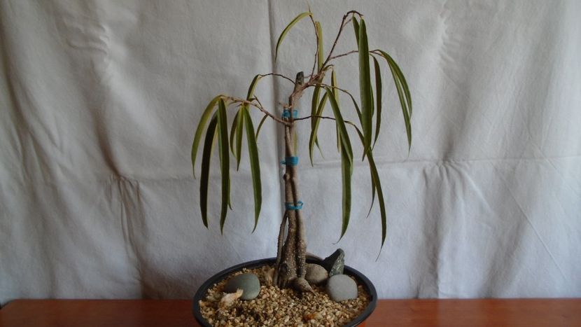 Ficus cv. Alii - Caudiciforme - pachycaule si bulboase 2020 bis