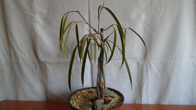 Ficus cv. Alii - Caudiciforme - pachycaule si bulboase 2020 bis